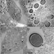 Mollivirus sibericum. PNAS